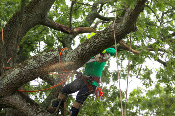 Best Tree Trimming and Pruning  in Palm Coast, FL